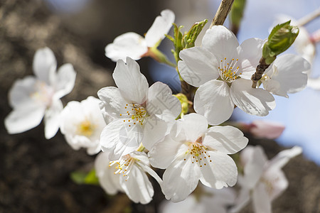 日本樱花樱花果园枝条植物脆弱性晴天阳光叶子天空花朵花瓣图片