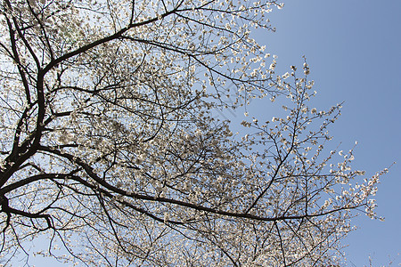 日本樱花樱花植物热带花朵阳光花瓣花园脆弱性蓝色枝条季节图片