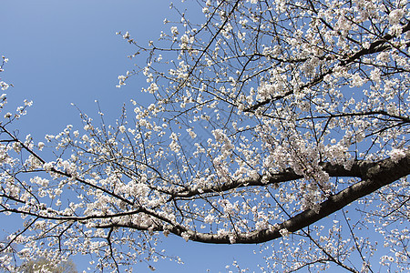 日本樱花樱花脆弱性花瓣植物群蓝色天空果园热带花园季节枝条图片