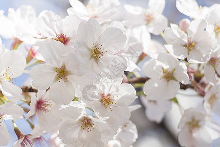 日本樱花樱花花园季节植物群宏观枝条脆弱性果园热带花瓣阳光图片