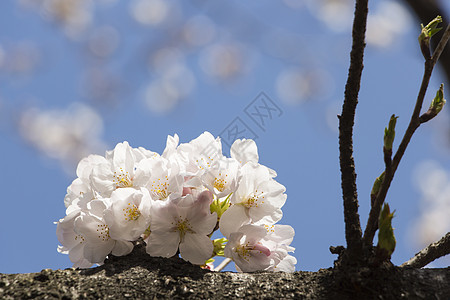 日本樱花樱花花瓣天空阳光季节花朵蓝色植物宏观果园晴天图片