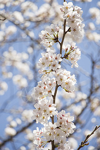 日本樱花樱花植物学花园宏观晴天植物群季节花朵枝条热带果园图片