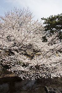 日本樱花樱花植物群植物季节花瓣热带枝条投标花朵脆弱性果园图片