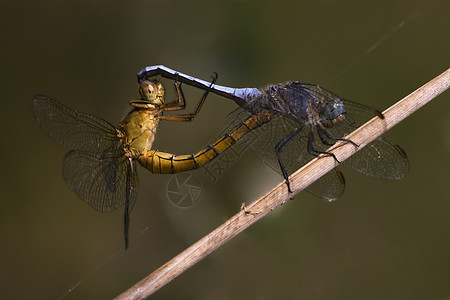 两只蜻蜓叶子翅膀高清图片