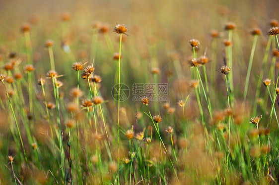 干草背景场地美丽草地生物学生长宏观季节环境植物群生态图片