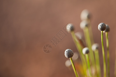 模糊的花草本底生长植物生态季节生活草地环境植物学院子场地图片