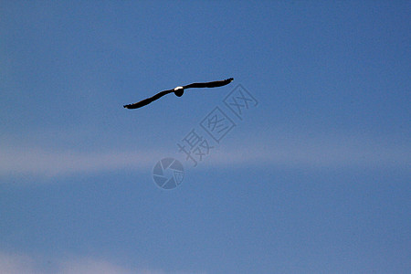 霍克在飞行中优美翼展捕食者打猎跨度蓝色天空爱好航班猎人图片