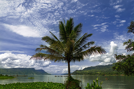 托巴湖上的棕榈树图片