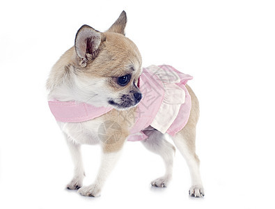 小狗吉娃娃粉色工作室白色犬类棕色宠物动物裙子伴侣图片