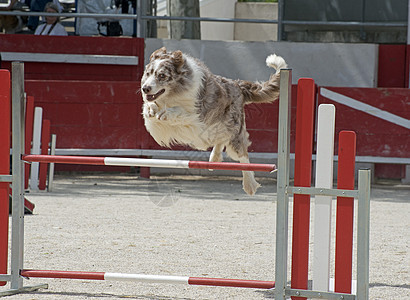 跳跃 collie宠物竞赛动物训练白色牧羊犬棕色运动犬类图片