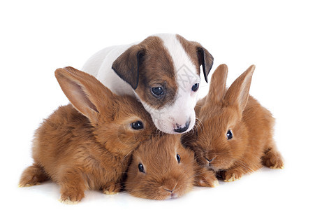 乌合之众和兔子棕色朋友们伴侣工作室犬类动物农场友谊白色野兽派图片