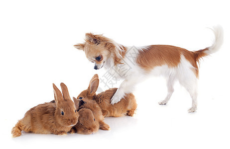吉娃娃和兔子伴侣白色野兽派棕色朋友们动物农场犬类工作室宠物图片