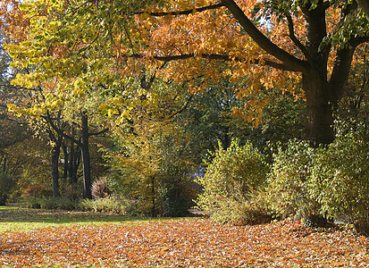 秋天在公园橙子环境天篷远景小径风景季节木头森林分支机构图片
