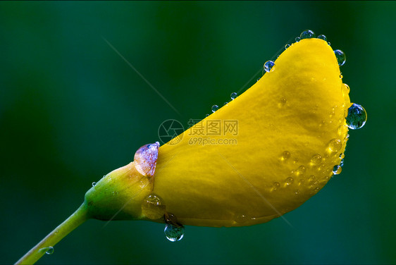 萨洛坦努斯斯科帕里乌斯荒野公司雌蕊黄色白色花瓣紫色绿色花粉图片