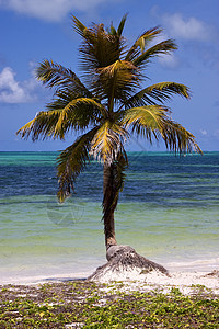 在蓝色环礁中的风中投石机棕色蓝光绿色文托海滩棕榈萝卜新干图片