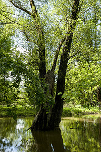 奥地利的中欧丛林 奥地利的中欧丛林殖民地洪水树木沼泽植物群世界森林湿地配种绿色图片