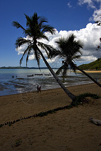 Madagascar船环礁湖和海岸线海滩棕榈爬坡植物蓝色萝卜木头海藻泡沫低潮图片