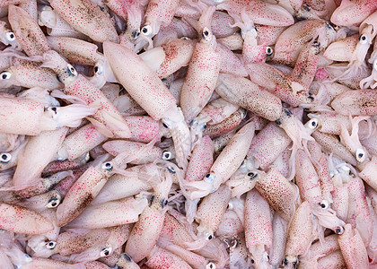 越南东海市场 新鲜鱿鱼背景图片