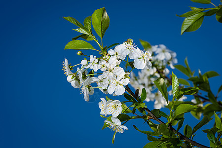 樱花花花园绿色植物群植物白色季节蓝色花瓣图片