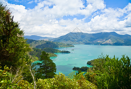 马尔伯鲁音响峡湾美丽森林叶子植物风景旅游树木海洋绿色图片