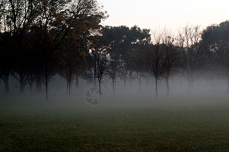 公园中的太阳升起树干叶子森林木头场地树木阳光阴影薄雾内线图片