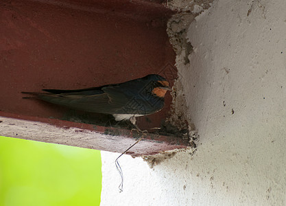 Hirundo 转动动物荒野动物群家燕野生动物图片