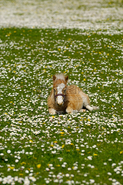 马马的花儿正在草地上休息图片
