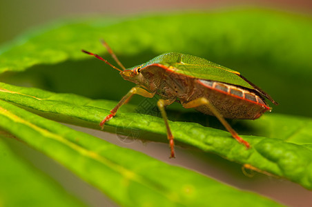 帕洛梅娜帕拉西纳翅膀叶子漏洞动物荒野触角野生动物甲虫半翅目绿色图片