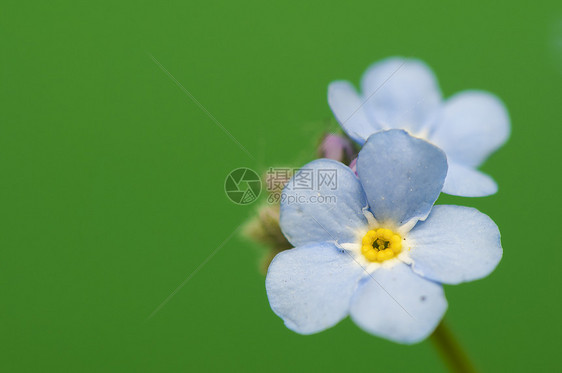 近代植物学野花祝福绿色紫色花园植物荒野蓝色花瓣图片