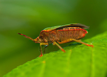 帕洛梅娜帕拉西纳野生动物漏洞翅膀触角荒野动物群昆虫绿色甲虫半翅目图片