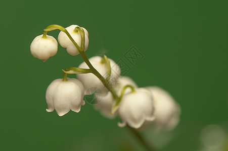 山谷的百丽季节森林香味植物叶子梯子浪漫花园植物群天梯图片