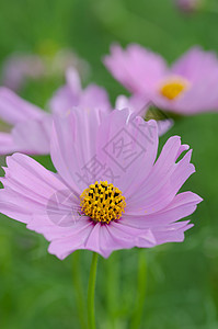 粉粉宇宙花朵花园植物植物学粉色植物群背景图片