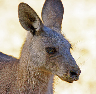 澳大利亚格兰比亚大灰形袋鼠假期野生动物大灰动物群动物哺乳动物旅行荒野图片