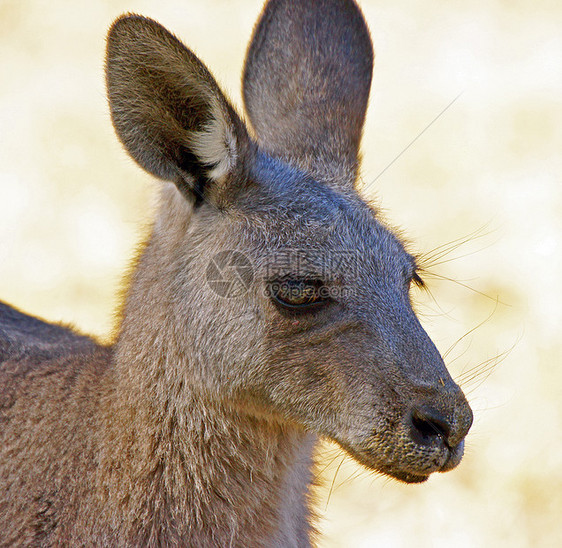 澳大利亚格兰比亚大灰形袋鼠假期野生动物大灰动物群动物哺乳动物旅行荒野图片