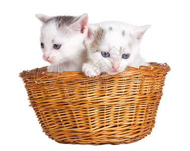 两只小猫坐在篮子里毛皮工作室黑色宠物猫咪白色哺乳动物灰色婴儿图片