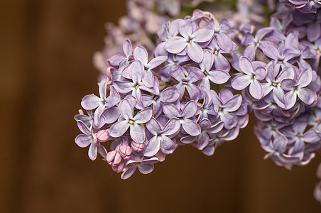 丁烯醇植物学衬套紫色植物宏观雌蕊季节薰衣草花束植物群图片