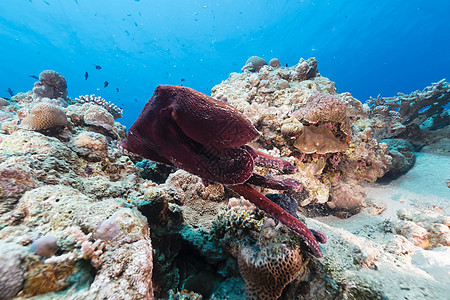 红海的珊瑚礁章鱼章鱼盐水生活热带射线异国植物太阳潜水场景海景图片