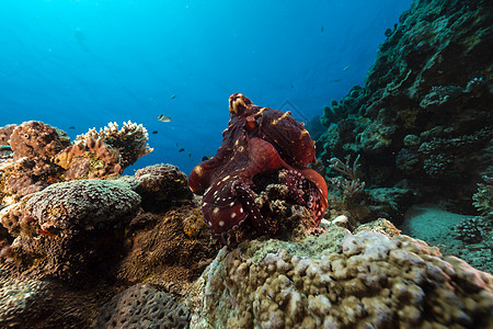 红海的珊瑚礁章鱼章鱼盐水太阳光太阳热带情调天堂潜水海景射线植物图片