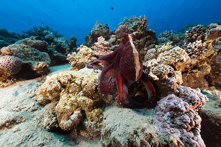红海的珊瑚礁章鱼章鱼珊瑚太阳光阳光天堂热带异国射线海景盐水生活图片