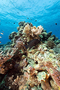 红海热带水域盐水蓝色植物情调生活天堂太阳光异国珊瑚海洋图片