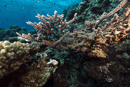 红海热带水域生活珊瑚海洋异国情调场景阳光海景蓝色植物图片