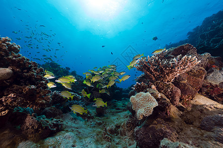 红海的蓝色鱼鲷鱼笛鲷生活射线异国阳光场景热带情调海景图片
