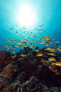 红海的蓝色鱼海洋生活潜水植物盐水珊瑚天堂异国笛鲷射线图片