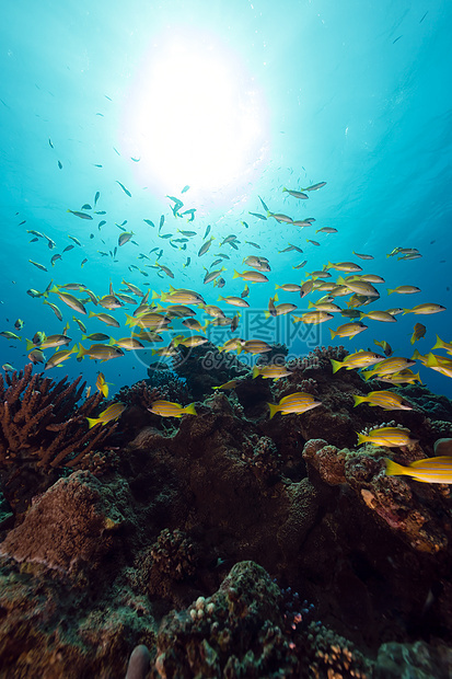 红海的蓝色鱼海洋生活潜水植物盐水珊瑚天堂异国笛鲷射线图片