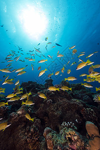 红海的蓝色鱼潜水笛鲷植物生活海洋情调场景太阳光太阳异国图片