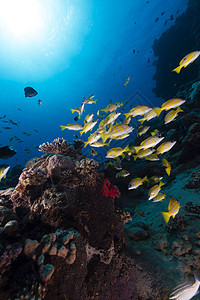 红海的蓝色鱼情调珊瑚阳光太阳光海洋场景潜水热带射线盐水图片
