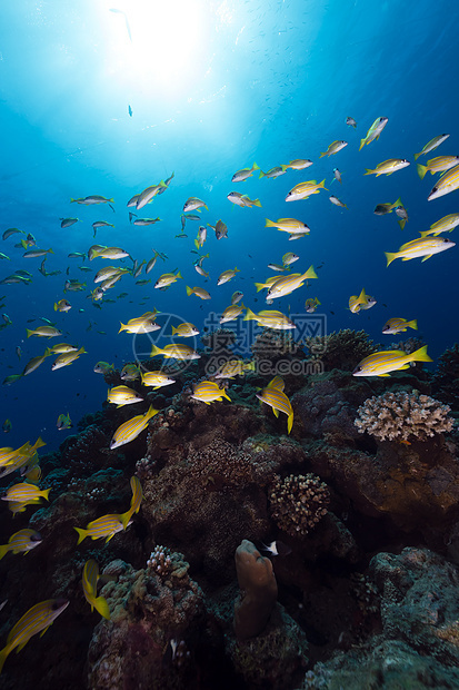 红海的蓝色鱼太阳光盐水太阳天堂植物潜水情调鲷鱼热带笛鲷图片