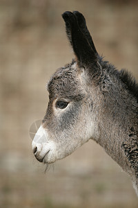 驴子鼻孔头发动物农场哺乳动物耳朵毛皮乐趣农村草地图片