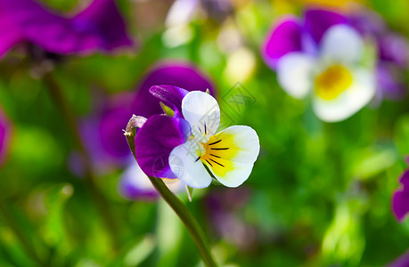 Violas 或 Pansies 在花园中特写植物蓝色公园三色宏观中提琴叶子花瓣野花花坛图片