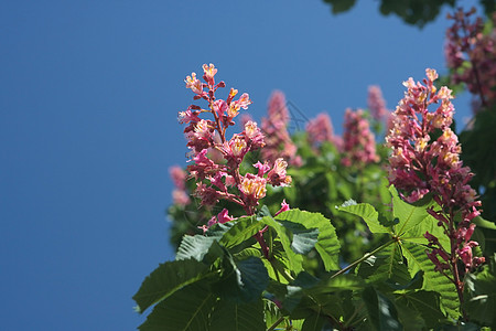 基辅粉红花栗树植物学蜡烛树叶板栗传统绿色花园花朵胜利粉色图片